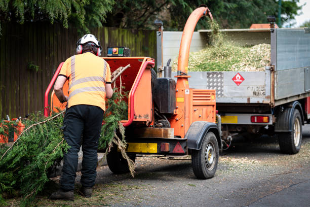 Best Tree Disease Treatment  in Guymon, OK